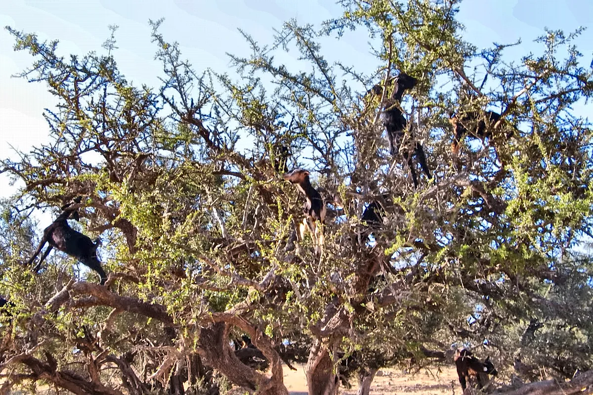 Le capre sull'albero di argan lungo la strada