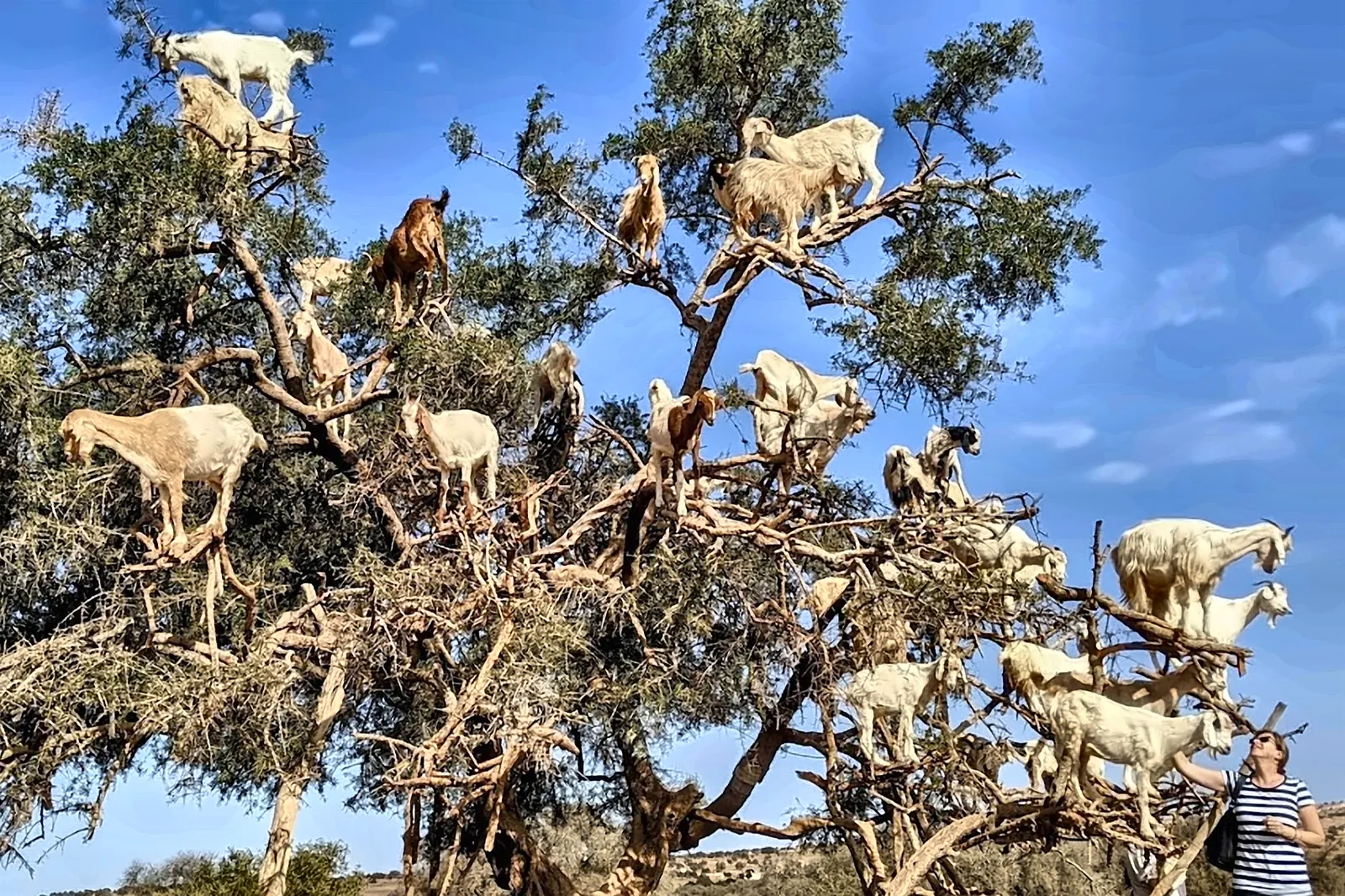Capre che brucano sulle fronde di un argan