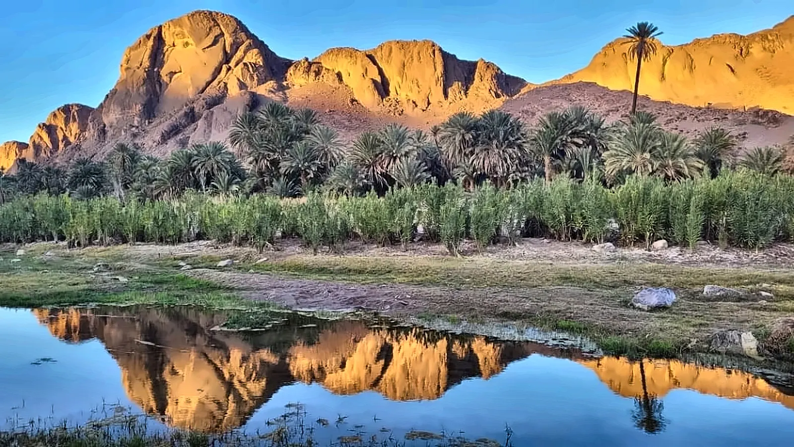 Il palmeto riflesso nell’acqua ai piedi delle montagne dorate